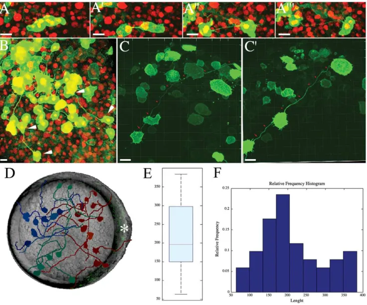 Figure 2. Intercellular Bridge Formation and Embryo Distribution. (A-A’’’) Image series from a confocal time-lapse of a dividing cell forming an intercellular bridge during the blastula stage