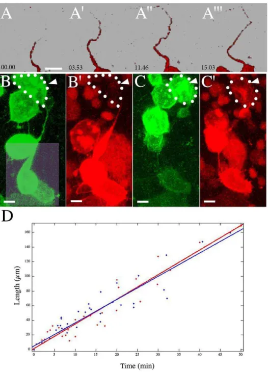 Figure 3. Membrane Dynamics of Intercellular Bridges. (A-A’’’) Time-lapse rendering of photoconverted mDendra2 diffusing along the intercellular bridges (see also: Movie S4 and S6)
