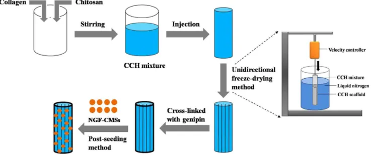 Figure 1. Schematic illustration of the basic steps in fabricating the NGF–CMSs/CCH.