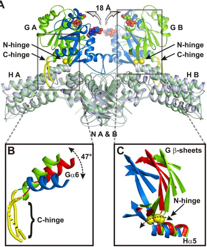 Figure 2. Orientations of the G domain. (A) Superimposition of CtMnmE?GDP (green) and NoMnmENGDP (blue) dimers (displayed as ribbon models) via the N-terminal and helical domains with domains labeled as in Figure 1, highlighting the G domains, the relative