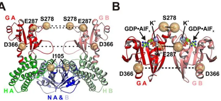 Table 1. Average RMSD of each N-terminal domain, helical domain, and G domain from a superposition of the five MnmE structures (CtMnmE?GDP, CtMnmE?GppCp A and B, T.