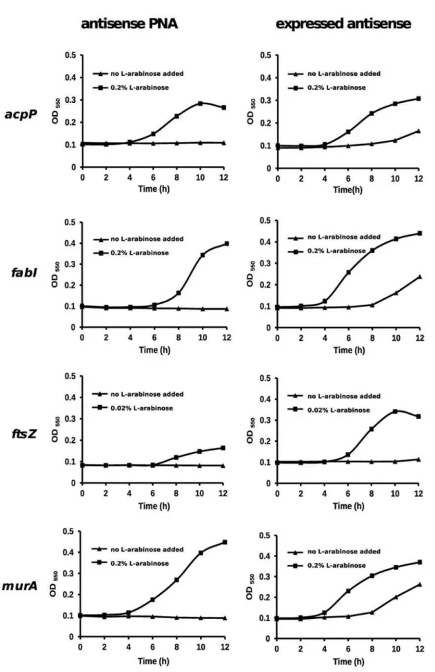 Figure 1. Transcomplementation of antisense PNA and expressed antisense RNA effects on growth by target gene over-expression.