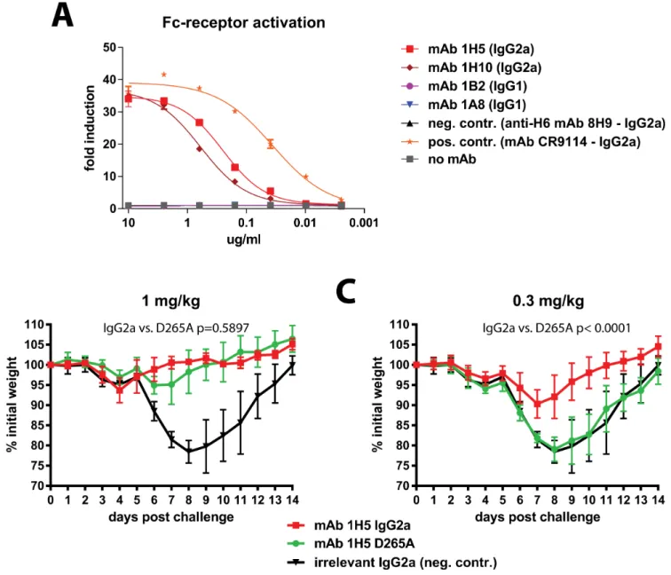 Fig 6. The protective effect of mAb 1H5 is partially dependent on its Fc-fragment. A shows activity of mAbs 1A8, 1B2, 1H5 and 1H10 in an Fc-receptor activation reporter assay