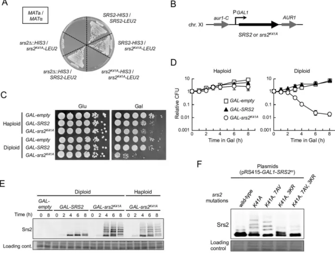 Fig 1. Physiological expression of Srs2 K41A causes diploid-specific lethality. (A) MATa haploid cells were mated with MATα cells on YPD plates, generating MATa/MATα diploid cells