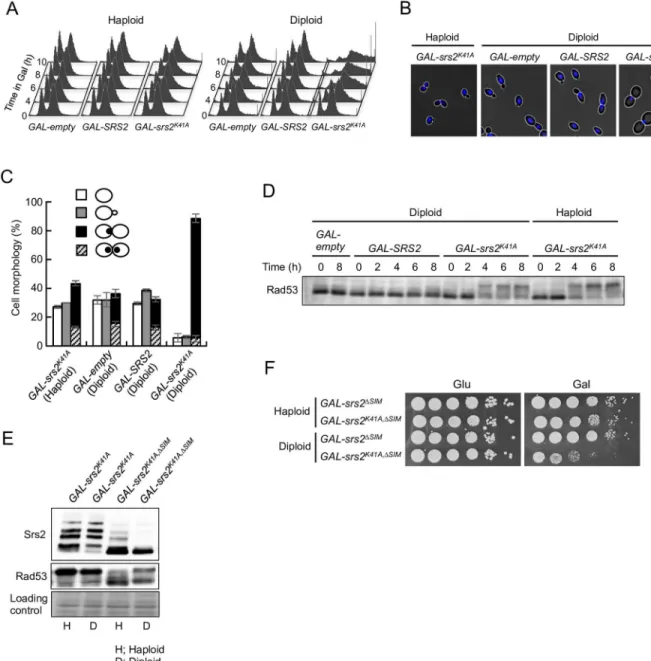 Fig 2. Expression of Srs2 K41A causes G 2 /M arrest in diploids but not in haploids. (A) Asynchronous cells were grown at 30°C in YPR + galactose (0.02%), and samples were collected at the indicated time points