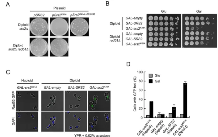 Fig 3. Expression of Srs2 K41A causes toxic recombination intermediates to accumulate in diploids