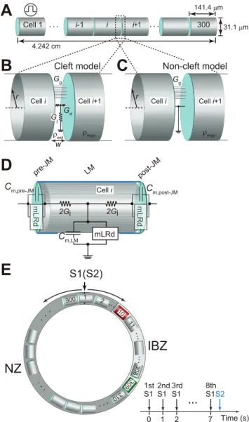 Figure 1. Cleft and non-cleft models of myocardial fibers and rings. (A), Schematic representation of a myocardial fiber comprising cylindrical 300 cells
