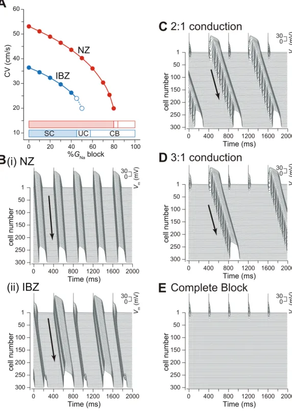 Figure 3. Destabilization of action potential propagation by Na + channel blockade. (A), Conduction velocity (CV) as a function of %G Na