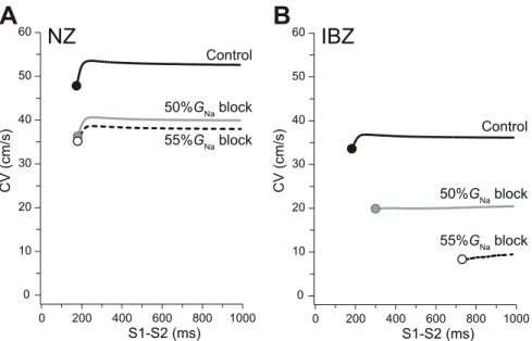 Figure 4. Conduction velocity restitution properties. Conduction velocity (CV) restitution curves in the NZ (A) and IBZ (B) myofiber models as a function of S1–S2 interval