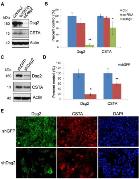 Fig 3. Modulation of CSTA expression by Dsg2. (A) A431 cells were treated for 72 hr with 100 nM of scrambled RNA or Dsg2 siRNA