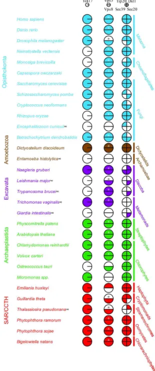 Figure  1.    Comparative  genomic  survey  of  selected  MTC proteins  across  the  diversity  of  eukaryotes