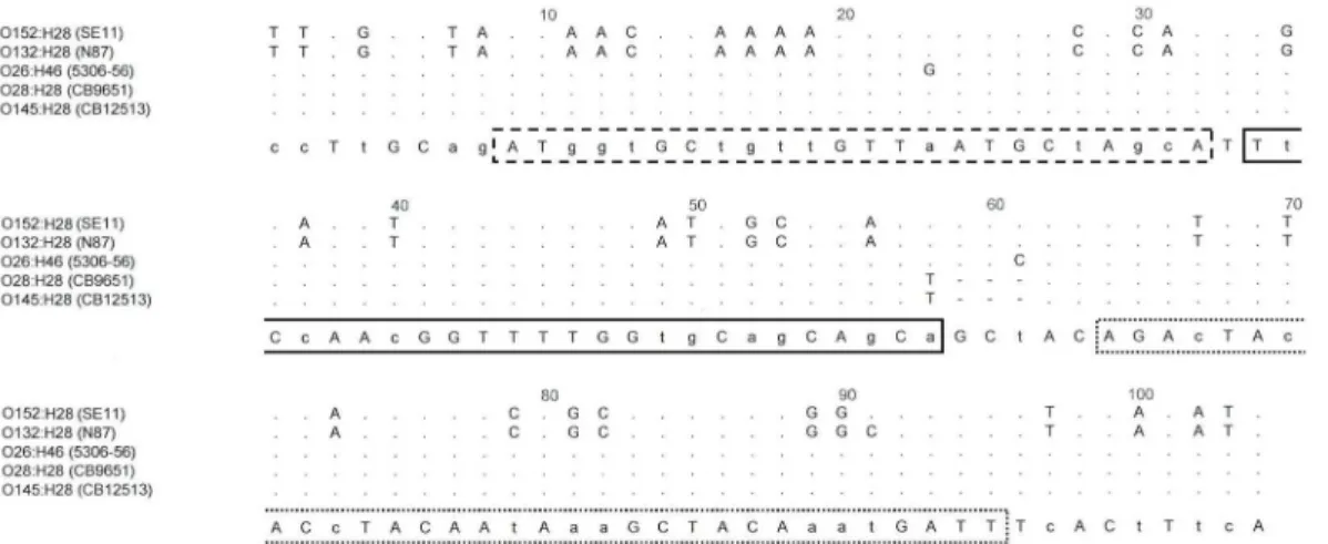 Fig 2. Position of the forward (dotted line) and backward (interrupted line) primers and of the gene probe (solid line) in fliC H28 sequences for detection of the fliC H28 genes of EHEC O145:H28.