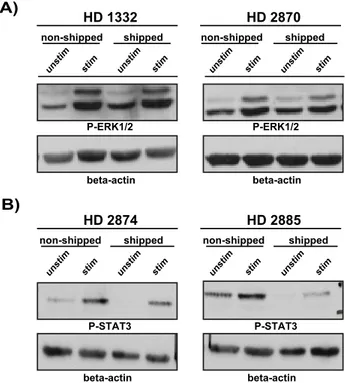 Fig. 5. The effect of overnight shipment on signal transduction machinery. PBMC were stimulated with anti-CD3 (OKT3) + anti-CD28 antibodies for 5 min (A) or with rhIL-6 for 30 min (B) at 37 ˚ C in RPMI medium and lysed immediately after stimulation