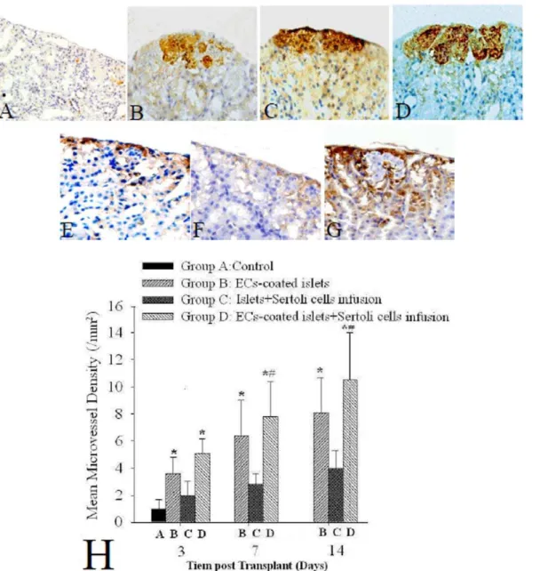 Figure 2. Detection of insulin, vWF and mean microvessel densities (MVD) in grafts transplanted into renal subcapsule by immunohistochemistry