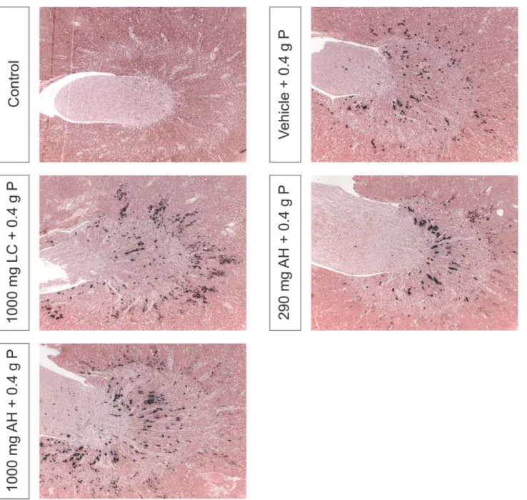 Fig 4. Von Kossa stained renal sections, representative of each treatment group. Magnification x31.25.