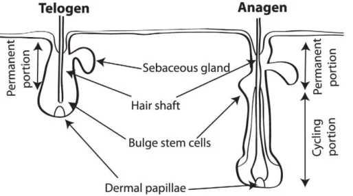 Figure 1. A schematic illustration of the morphological changes that a follicle undergoes in the transition from telogen to anagen (and vice-versa ).
