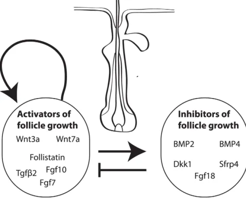 Figure 3. A schematic illustration of the PARC model. The functional phases, P (propagating anagen), A (autonomous anagen), R (refractory telogen) and C (competent telogen) are plotted alongside activator and inhibitor concentrations as a follicle proceeds
