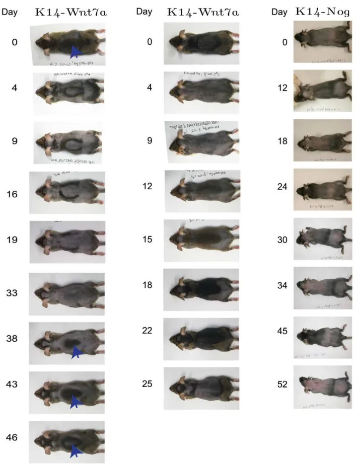 Figure 4. Macroscale patterns observed in K14-Wnt7a and K14-Nog over-expression mice. Left: target-like patterns of hair growth arise in the K14-Wnt7a over-expression mouse