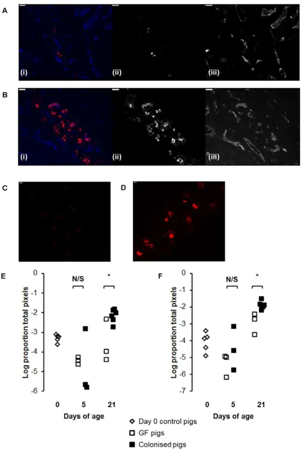 Figure 1. Colonisation expands IgM and IgA-producing mucosal plasma cells. (A) IgA staining in jejunal mucosa from a GF pig and (B) a colonised pig at 21 days of age