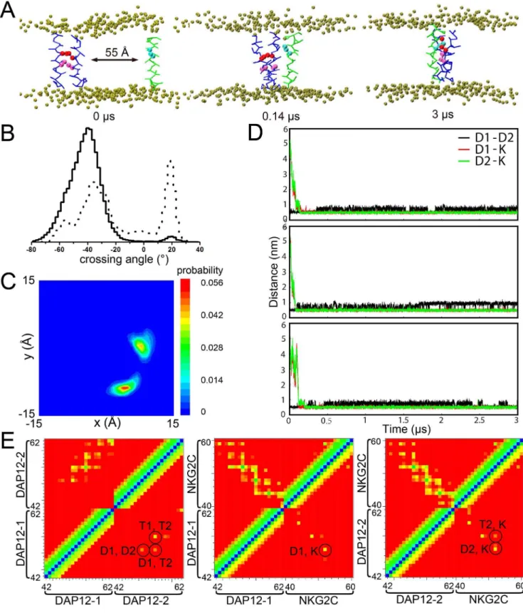Figure 1. CG-MD simulation of DAP12-NKG2C-DAP12 trimer. A. The initial system configuration consists of the DAP12 dimer (blue) and NKG2C TM (green) in a DPPC bilayer (tan) separated by ,55 A˚