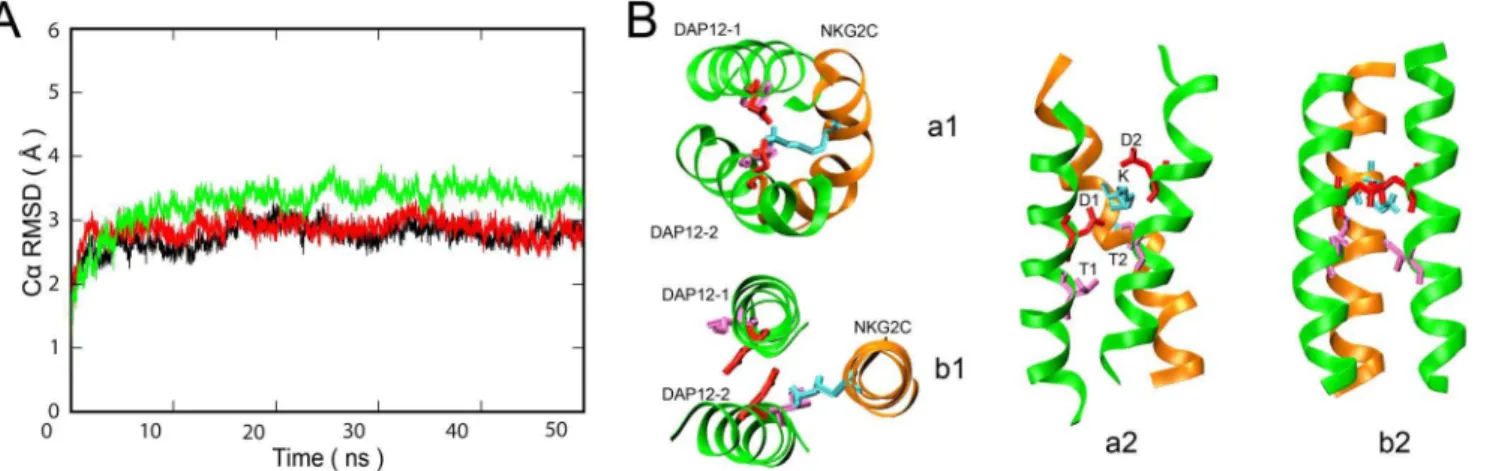 Figure 2. AT-MD simulation of DAP12-NKG2C-DAP12 trimer. A. Time dependence of backbone RMSD for DAP12-NKG2C-DAP12 trimer of three samples