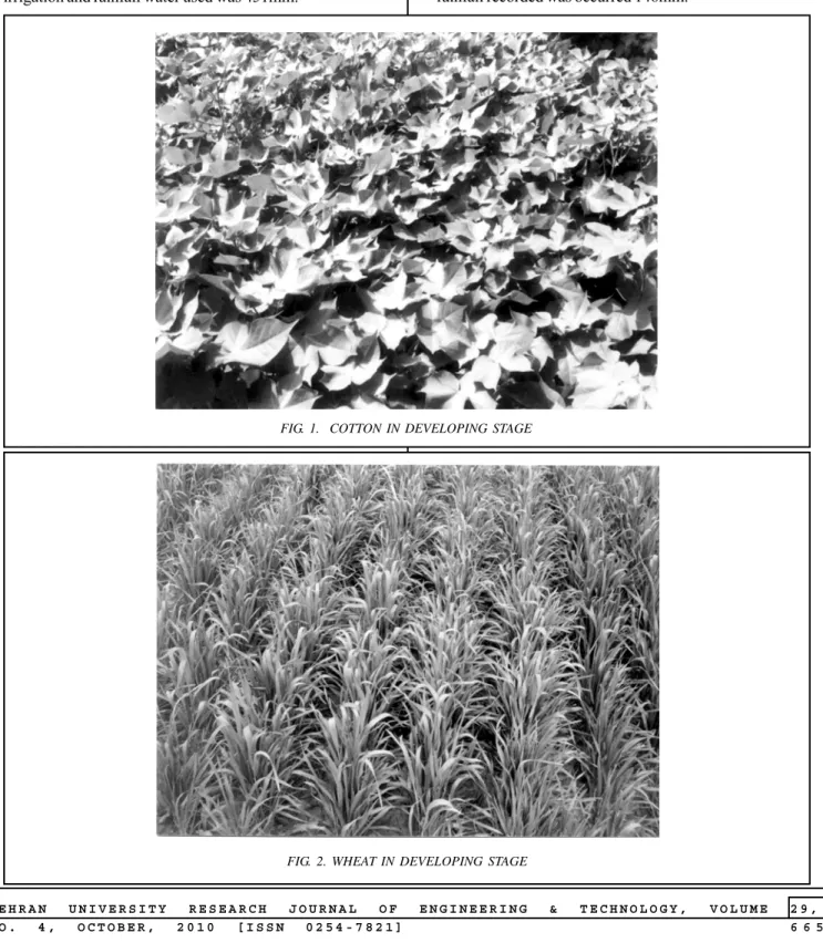 FIG. 1.  COTTON IN DEVELOPING STAGE