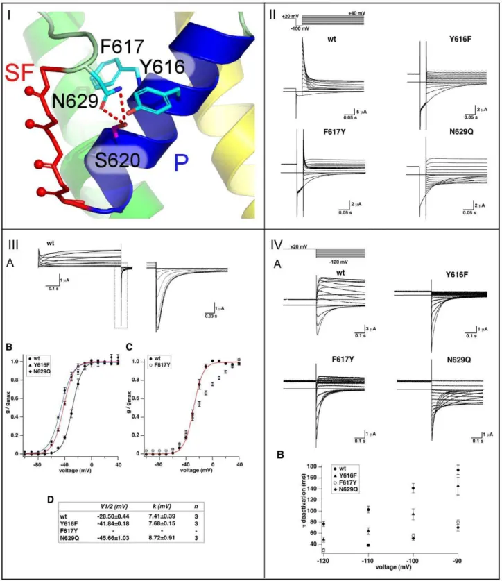 Figure 4. Mutations of the H-bond network behind the selectivity filter. (I) Mutation sites N629Q (pore loop), F617Y, and Y616F (both: pore helix, P)