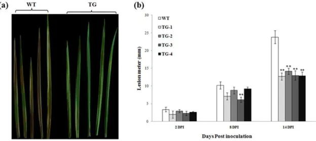 Figure 3. Response of transgenic creeping bentgrass plants expressing Pen4-1 to R. solani infection - in vitro plant leaf inoculation assay