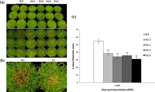 Figure 4. Response of transgenic creeping bentgrass plants expressing Pen 4-1 to R. solani infection - in vivo direct plant inoculation bioassays with lower dose of R
