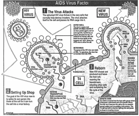 Figura 3 - Infográfico explicativo sobre o processo de infecção do vírus da AIDS  Fonte: Peltzer (1991, p