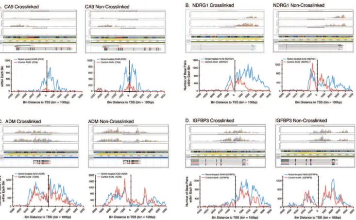 Figure 2. Comparison of H3K4me3 deposition in the promoter and coding regions of (A) CA9, (B) NDRG1, (C) ADM, and (D) IGFBP3 genes isolated from crosslinked or non-crosslinked chromatins from untreated, nickel-treated A549 cells and input DNA and aligned t