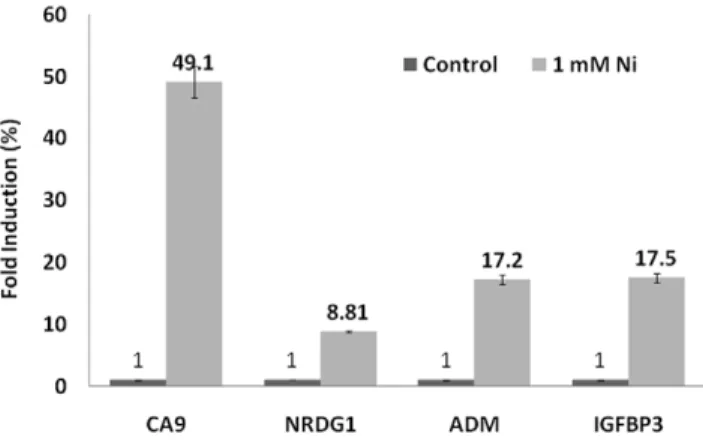 Figure 5. Global profiling of all nickel-induced genes and the top 50 highest nickel-induced genes with qualified H3K4me3 peaks within 5,000 bp upstream or downstream of TSS (center line at 0) isolated from crosslinked chromatin from untreated (red) and ni