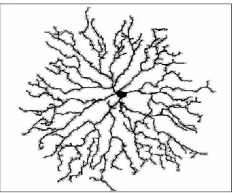 Figura 9: Neurônio retinal em forma de estrela  Fonte: BERNSTEIN et al., 2006, p.140 