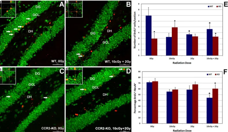Fig 2. Effect of low dose ionizing radiation on hippocampal proliferation and neurogenesis within WT (A-B and a-b) and CCR2-KO (C-D and c-d) background