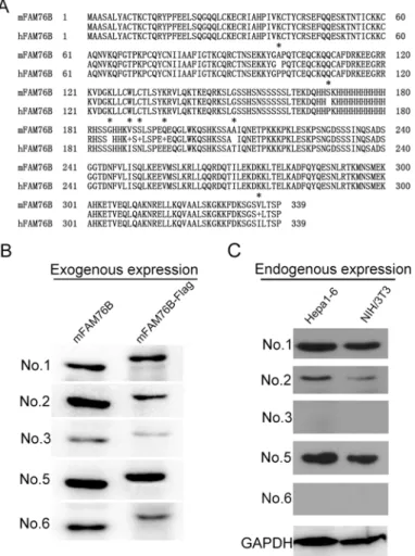 Fig 6. Mouse FAM76B recognized by MAbs against hFAM76B. (A) FAM76B human and mouse protein sequences were aligned using the Blast 2 Sequences program