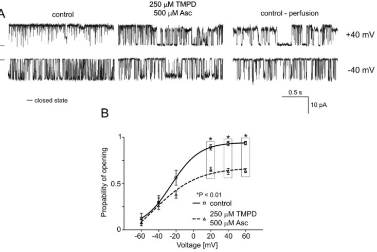 Figure 6. Effects of TMPD/ascorbate on mitoBK Ca channel activity. A. Single-channel recordings of the mitoBK Ca channel activity in symmetric 150/150 mM KCl isotonic solution (200 mM Ca 2+ ) at +40 and 240 mV under control conditions, after the addition o