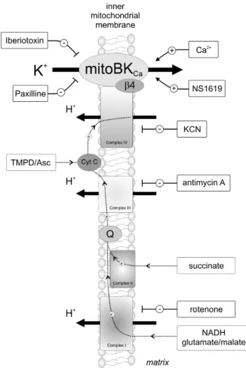 Figure 9. Schematic of the proposed model and the applied substrates/inhibitors of the respiratory chain and activators/