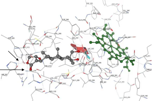 Figure 6   Docking simulation of andrographolide into the binding site of COX2. 