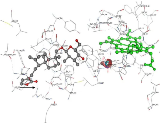 Figure 7   Docking  simulation  of  neoandrographolide  into  the  binding  site  of  COX2