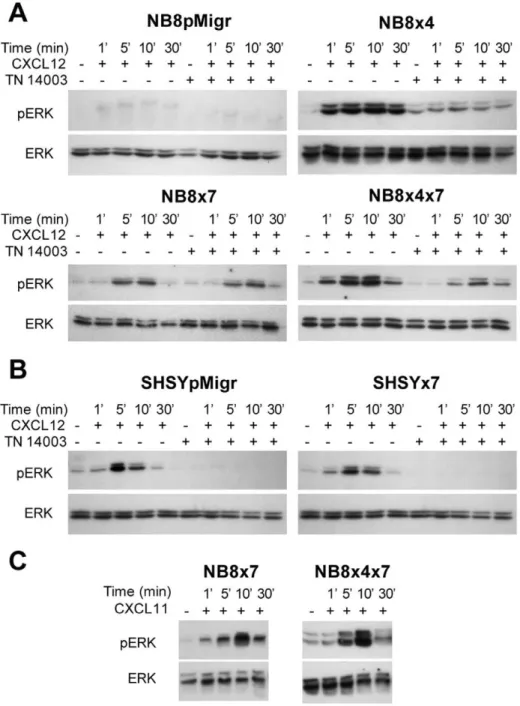 Figure 3. ERK1/2 activation in NB cell lines. Immunobloting of phospho-ERK (pERK) and total ERK (ERK) in transduced cells, treated with (A, B) 100 ng/ml human recombinant CXCL12, in presence or in absence of 1 mM of the CXCR4 blocker TN14003, (C) 100 ng/ml