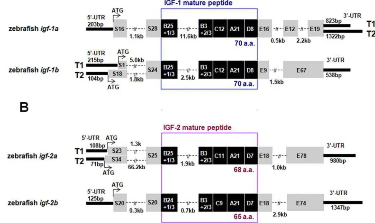 Figure 1. Molecular characterization of four zebrafish igf genes and their multiple transcripts