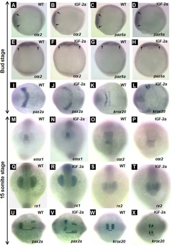 Figure 6. Effect of IGF-2a expression. otx2 expression in the anterior neural plate at the bud stage in a control embryo (panels A and E) and an IGF-2a mRNA injected embryo (panels B and F)