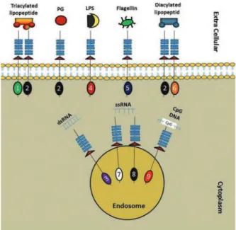 Fig  1:  Distribution  and  dimerisation  of  TLRs  in  different  cellular compartments (2, 8).