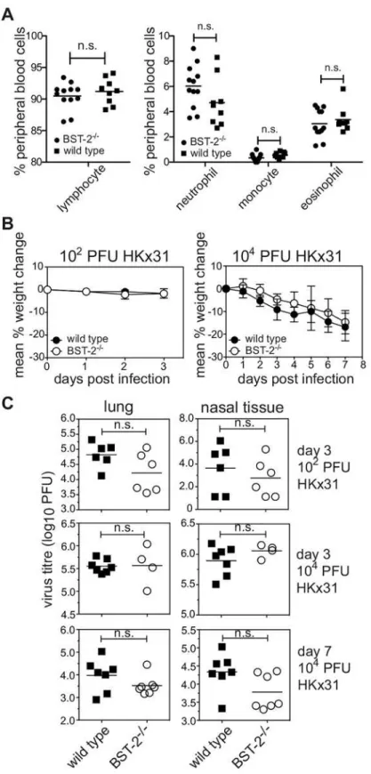 Fig 4. Lack of BST-2 does not alter the susceptibility of mice to IAV infection or the ability of IAV to replicate in the airways