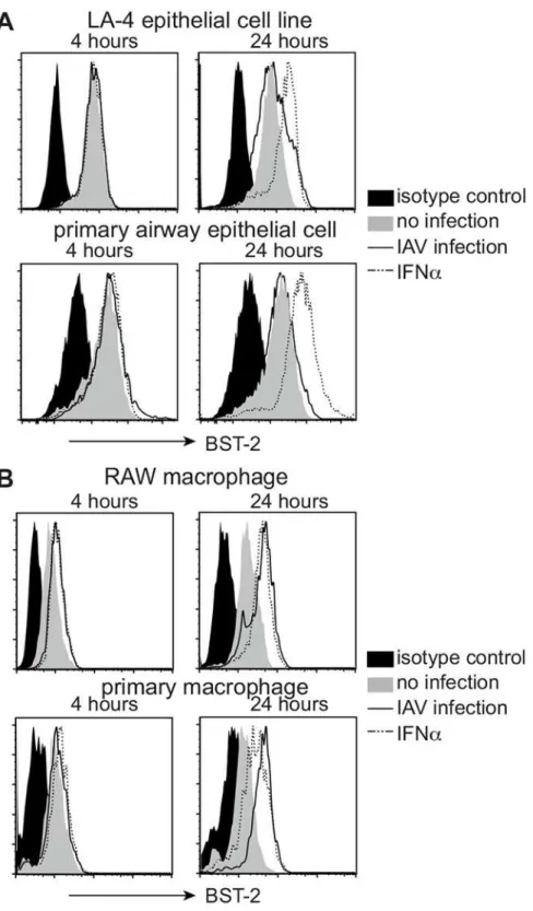 Fig 1. BST-2 expression is upregulated on murine macrophages but not alveolar epithelial cells in response to influenza A virus