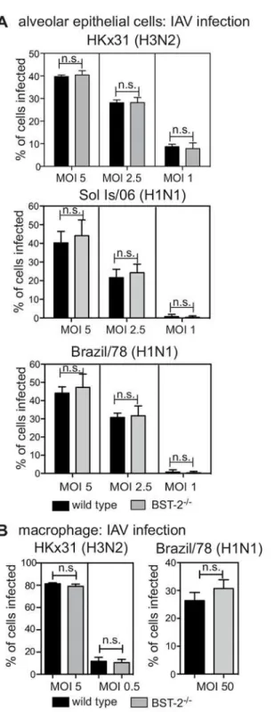 Fig 2. BST-2 expression does not modulate IAV susceptibility of murine epithelial cells and macrophages to IAV infection