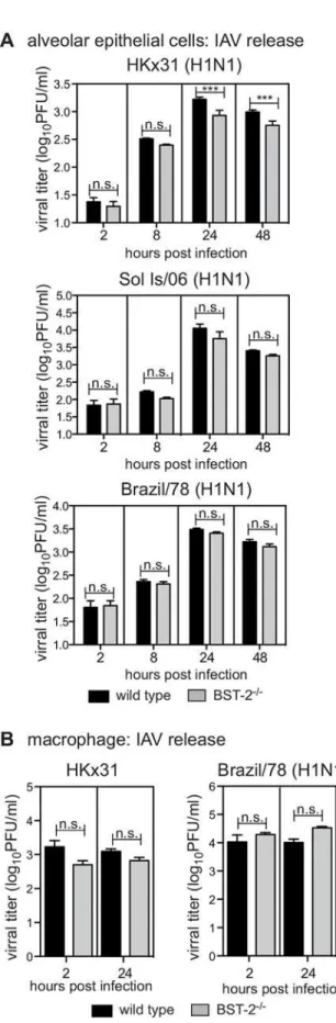 Fig 3. BST-2 expression does not modulate IAV release from murine epithelial cells and macrophages following IAV infection