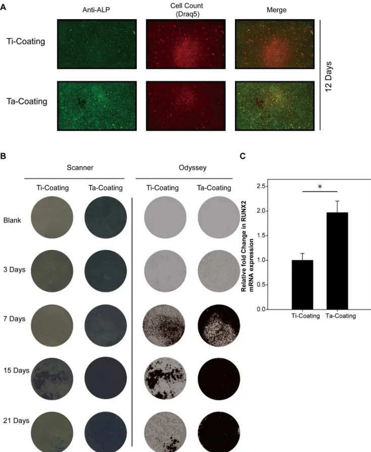 Figure 5. ALP and RUNX2 expression of hBMSCs on Ta and Ti coatings with osteogenic induction