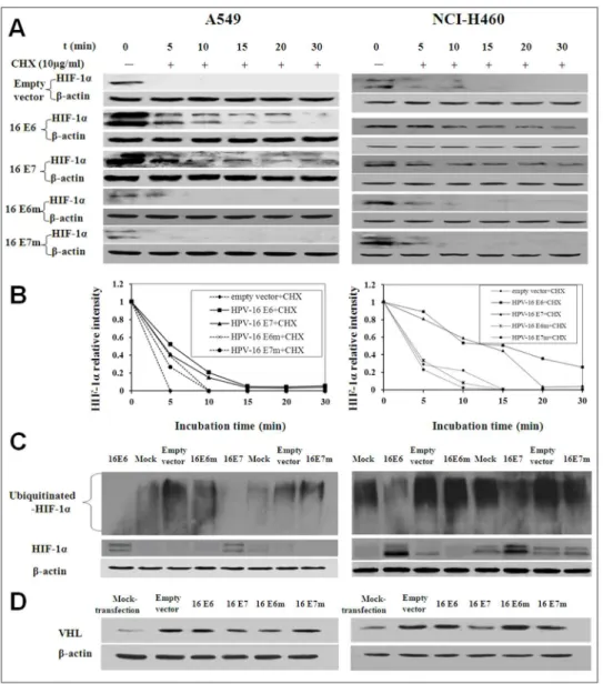 Figure 4. Stability of HIF-1a protein in HPV-16 E6 or E7-transfected NSCLC cells. (A) HPV-16 E6- or E7-transfected NSCLC cells (Left: A549, Right: NCI-H460) were treated with 10 mg/mL of cycloheximide (CHX) for different time periods