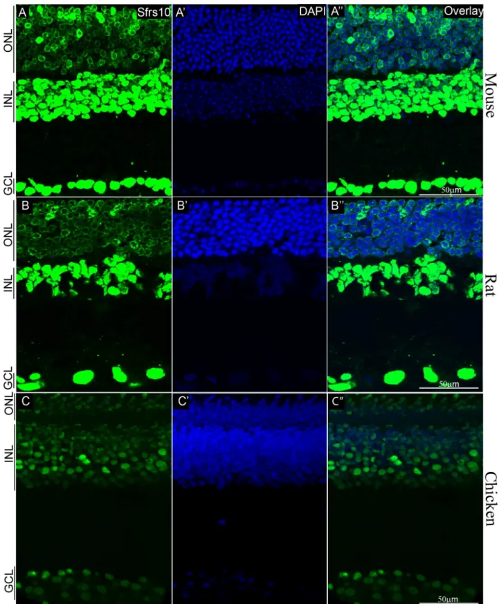 Figure 3. Sfrs10 expression is pan-retinal in mouse, rat and chicken. A–C0: IHC with rabbit anti-Sfrs10 (green) on retinal sections of adult mouse (A), adult rat (B) and adult chicken (C)